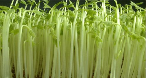 學會這6種家庭陽臺蔬菜種植方法，陽臺秒變小菜園